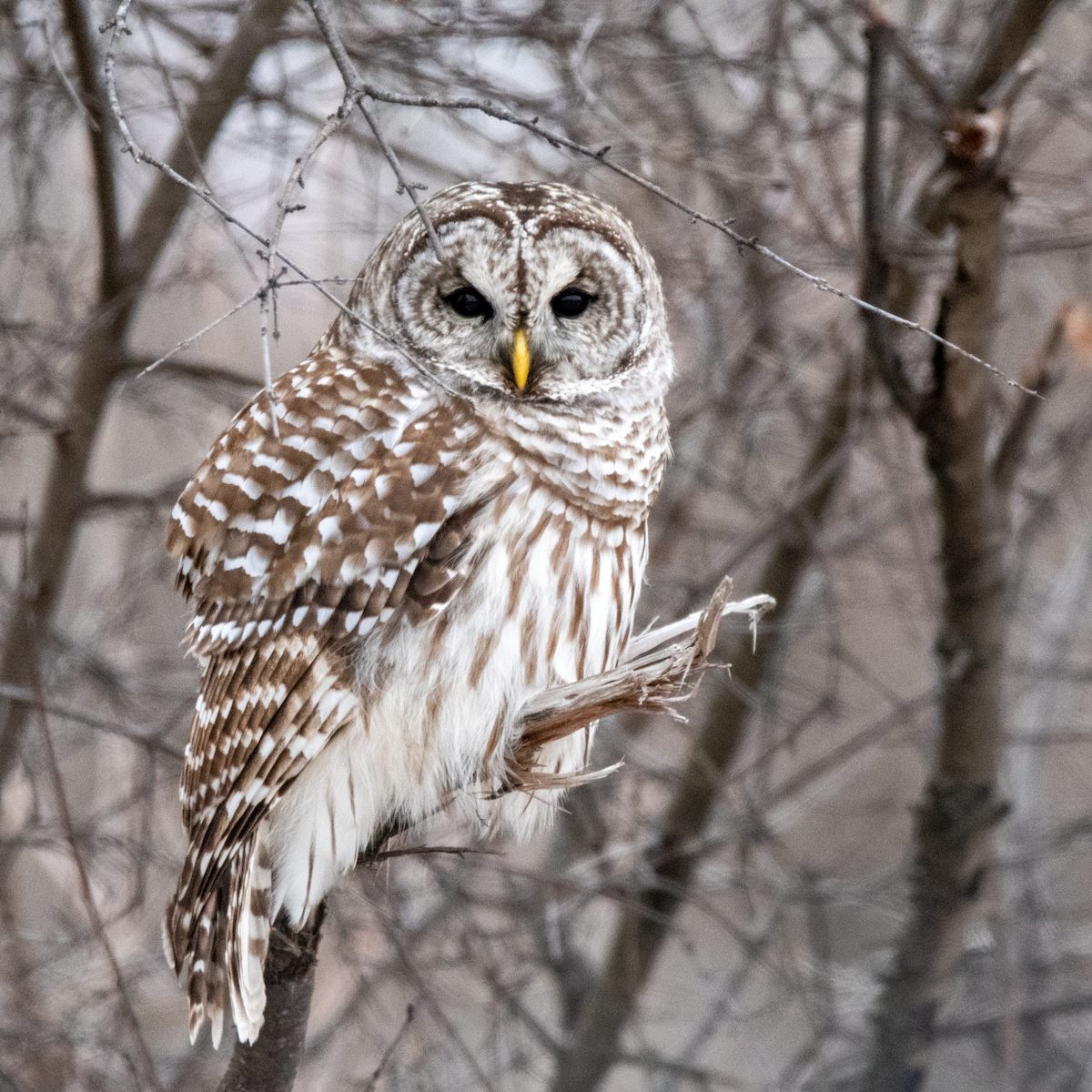 アメリカフクロウ - ML647259748