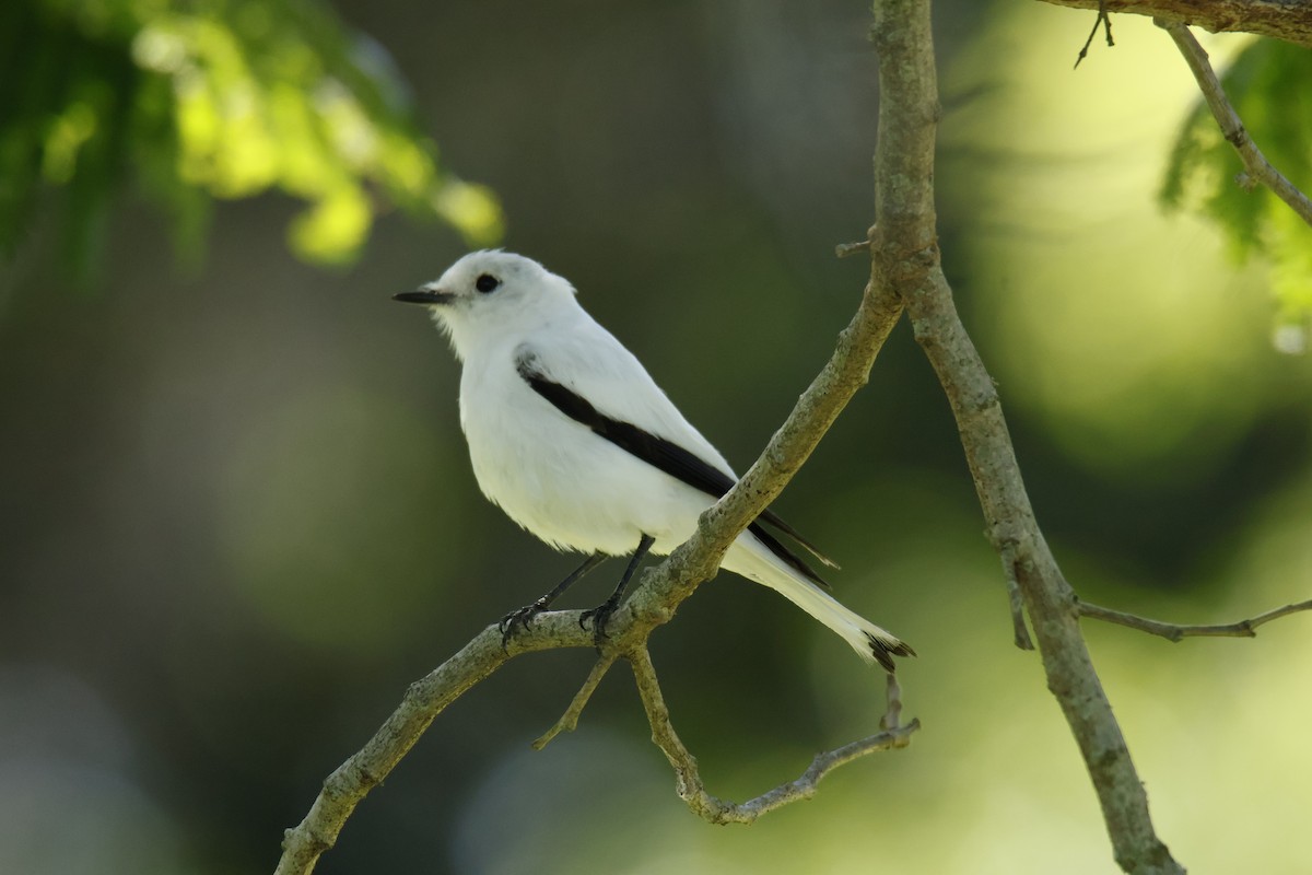 Pépoaza irupéro - ML647259749