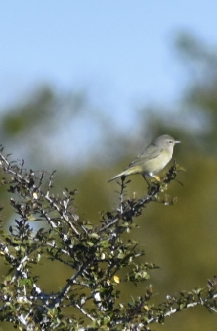 サメズアカアメリカムシクイ - ML647259753