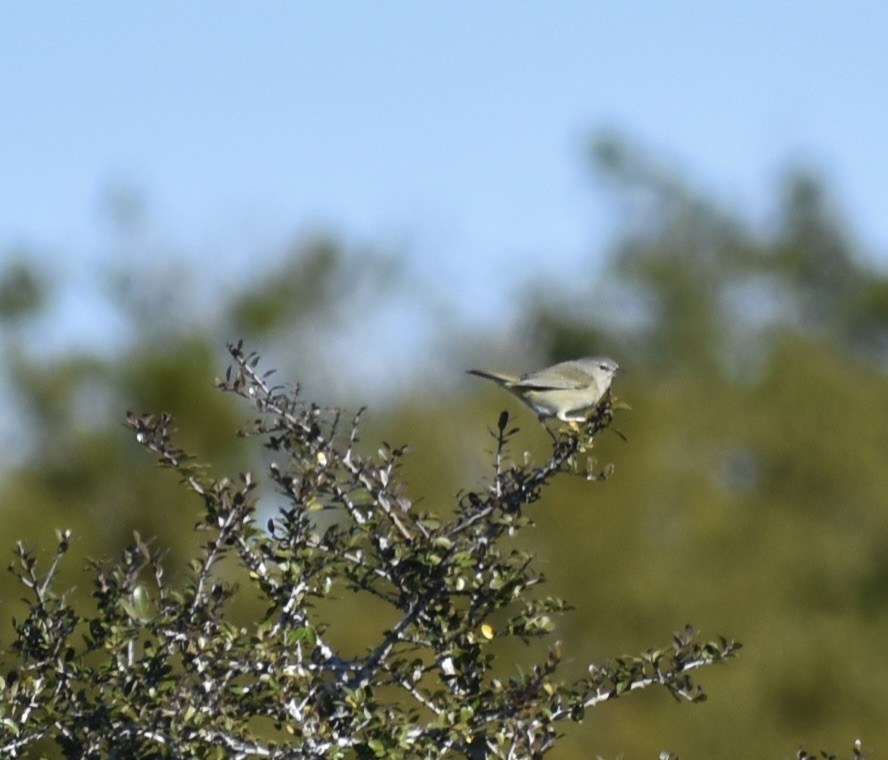 サメズアカアメリカムシクイ - ML647259755