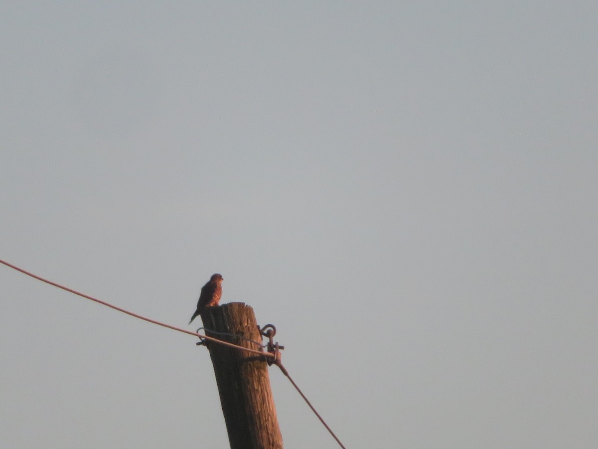 dvergfalk - ML647259756