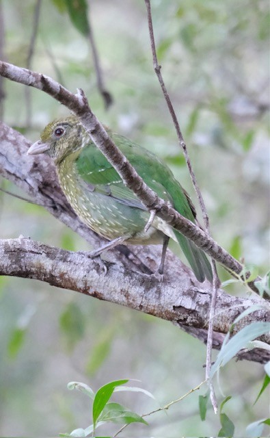 ネコドリ - ML647259757