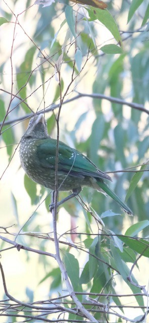 ネコドリ - ML647259758