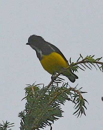 キバラハナドリ - ML647259759