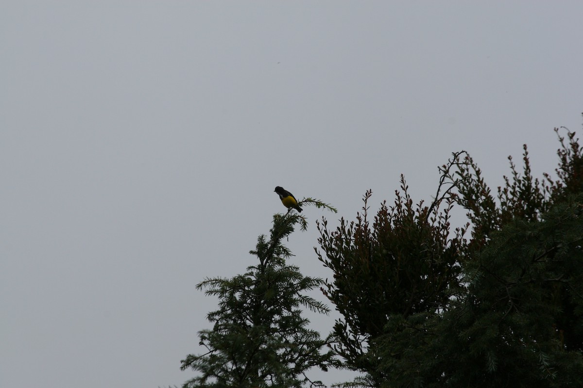 キバラハナドリ - ML647259760