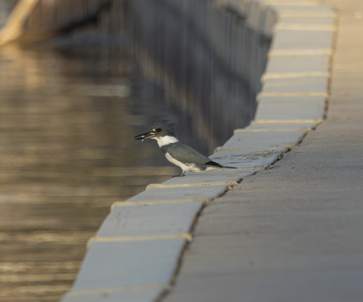 アメリカヤマセミ - ML647259761