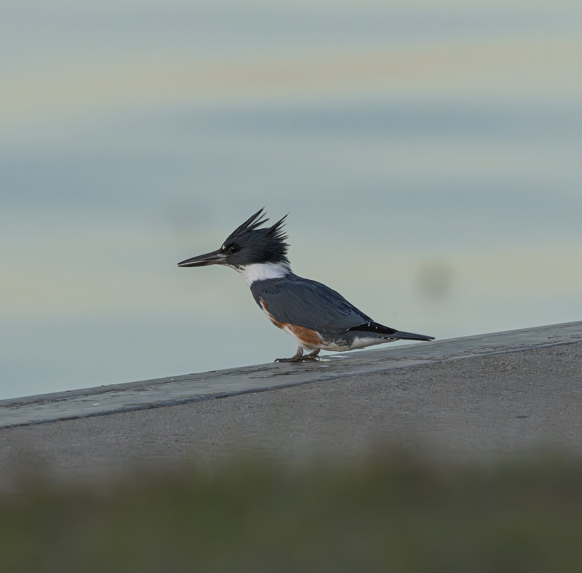 アメリカヤマセミ - ML647259762