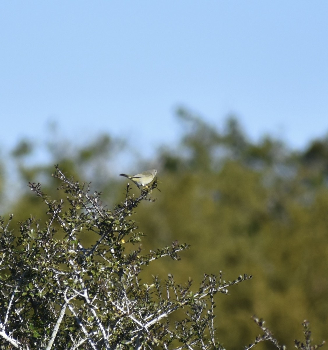 サメズアカアメリカムシクイ - ML647259763