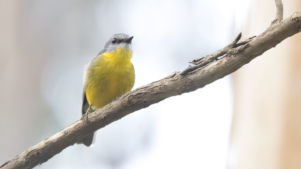 ヒガシキバラヒタキ - ML647259764