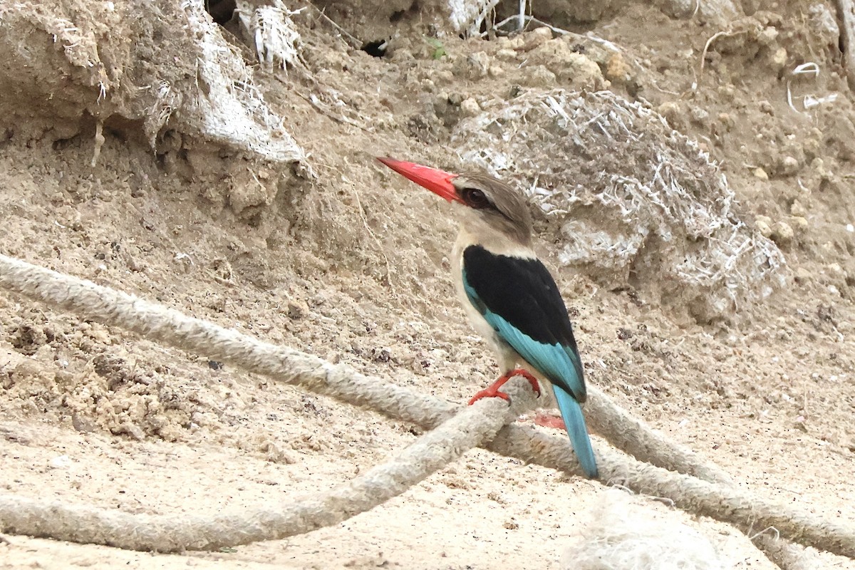 チャガシラショウビン - ML647259765