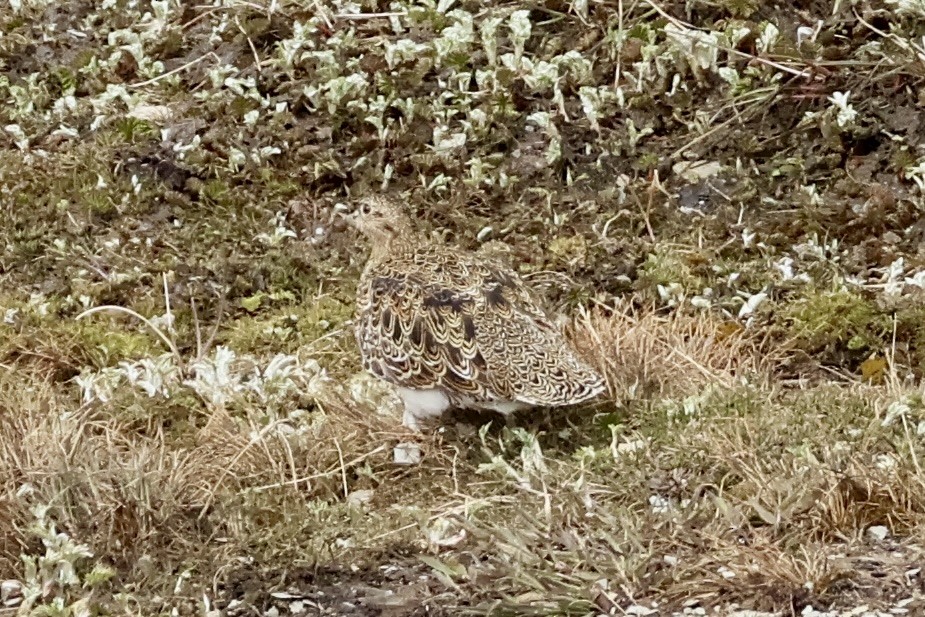 シロハラオオヒバリチドリ - ML647259766