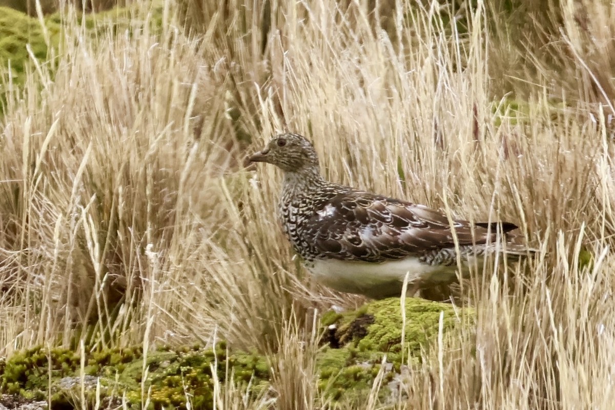 シロハラオオヒバリチドリ - ML647259767