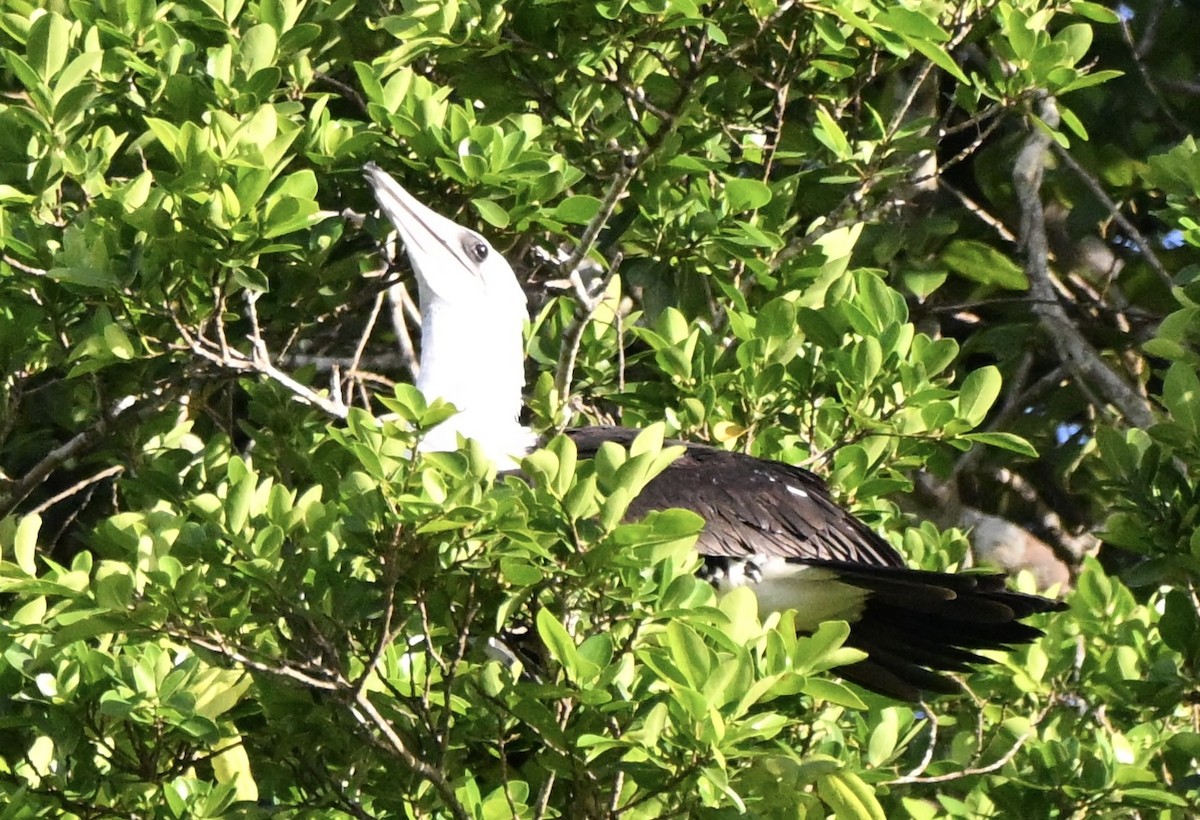 モモグロカツオドリ - ML647259772