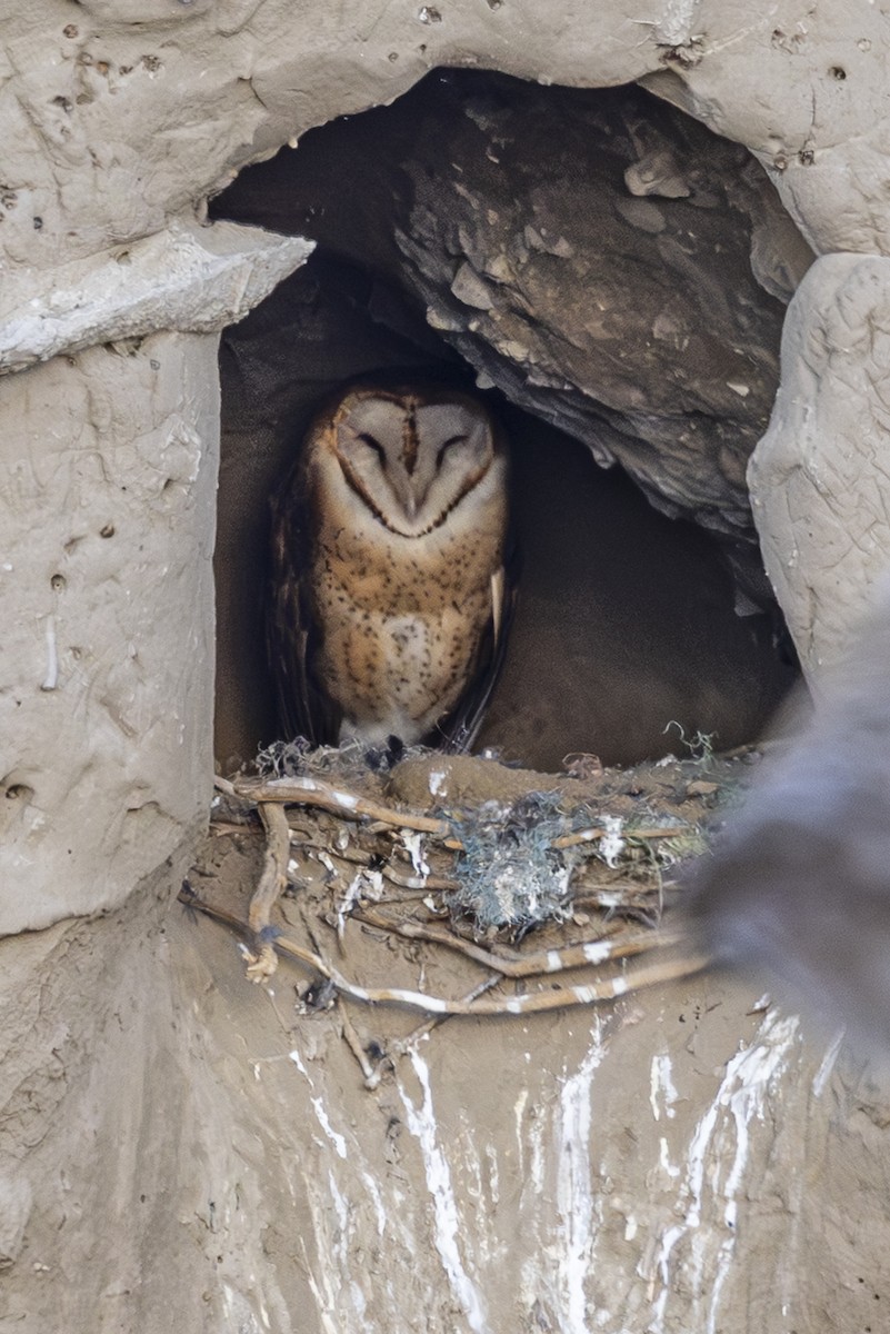 アメリカメンフクロウ - ML647259777