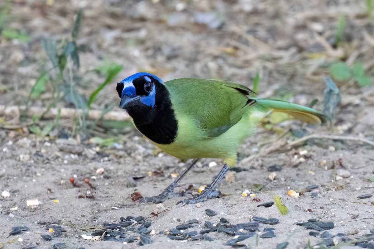 インカサンジャク - ML647259778