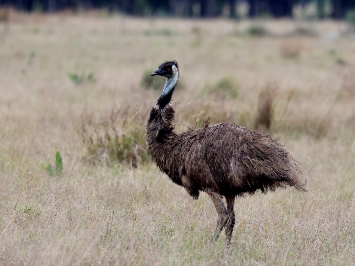 エミュー - ML647259782