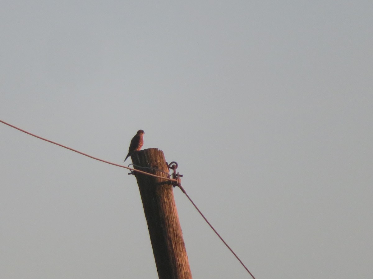 dvergfalk - ML647259783