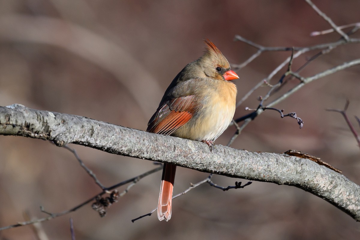 ショウジョウコウカンチョウ - ML647259785
