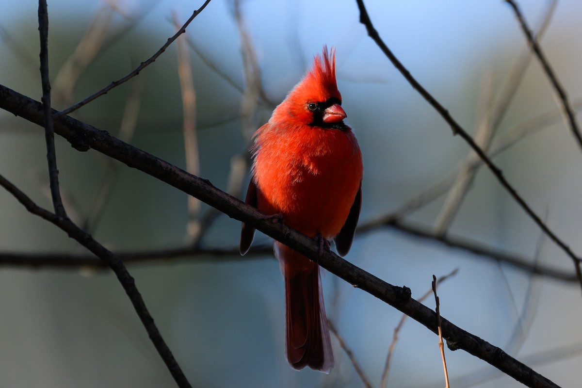 ショウジョウコウカンチョウ - ML647259786