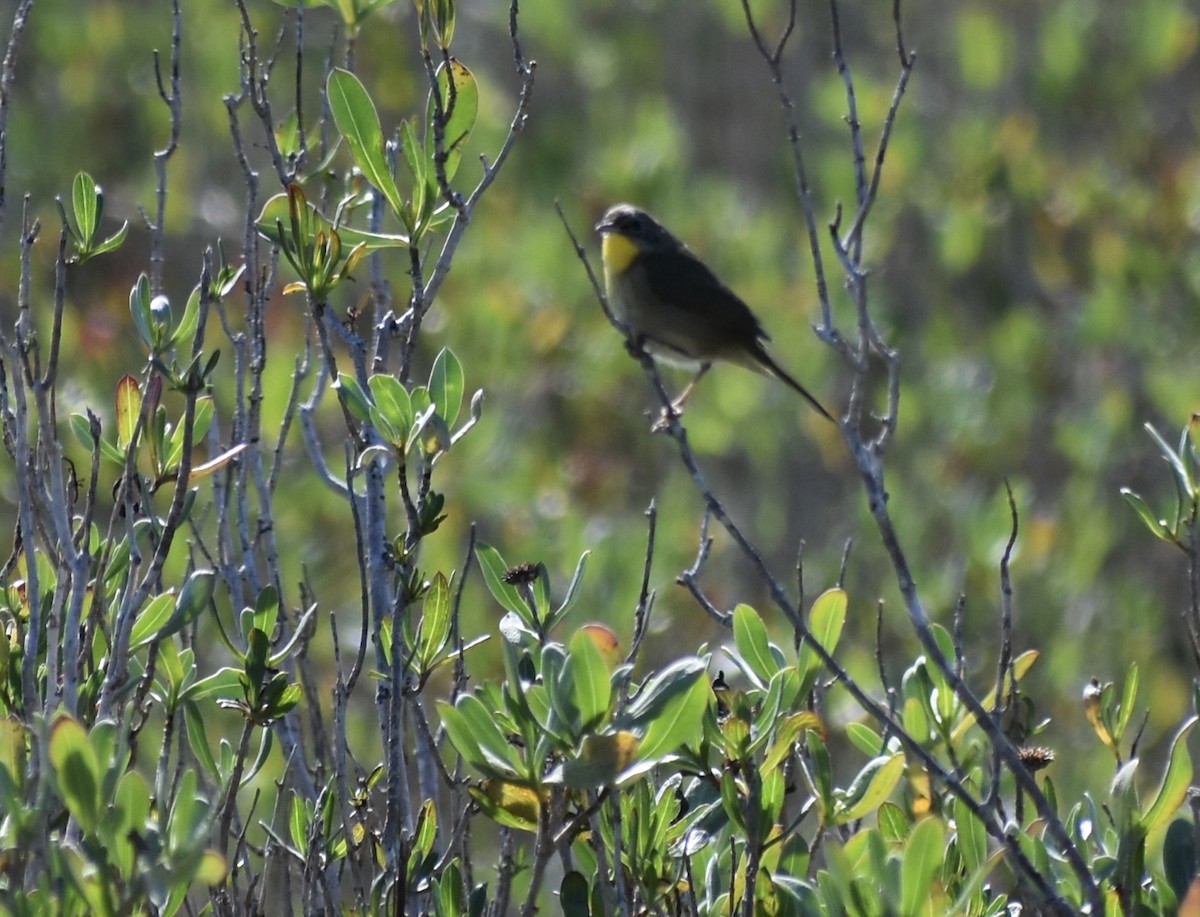 Common Yellowthroat - ML647259796