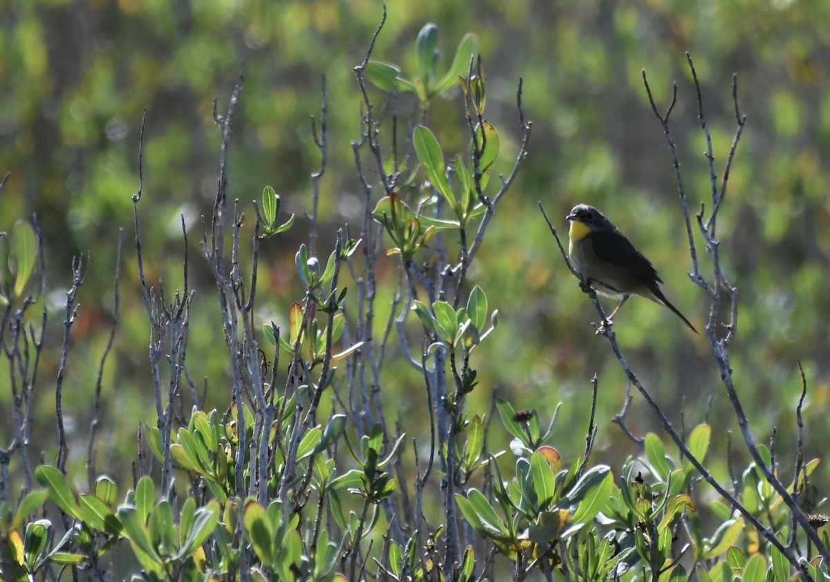Common Yellowthroat - ML647259798