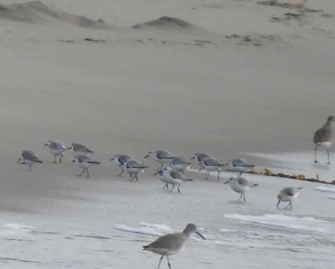 Sanderling - ML647259805