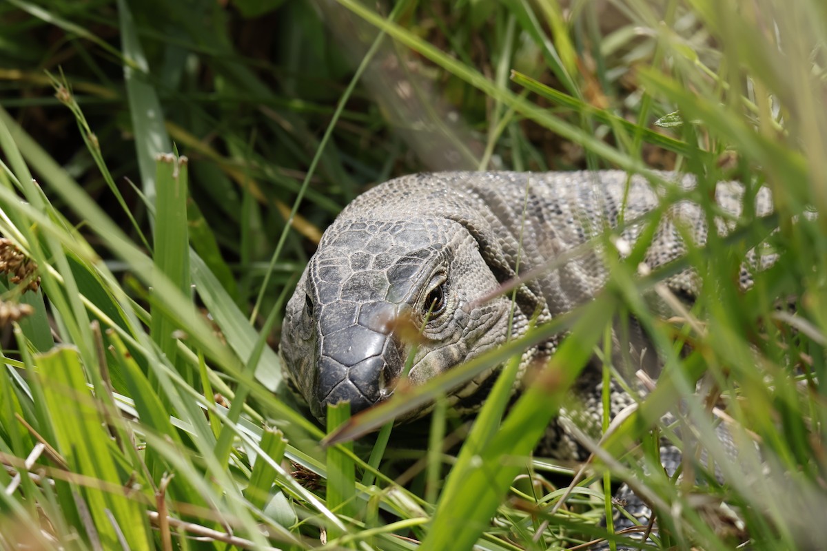 Reptiles - ML647259807