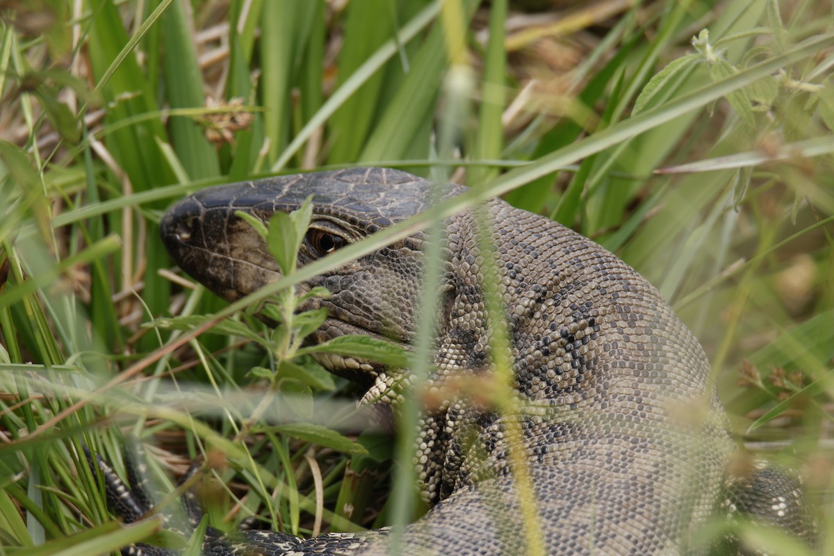 Reptiles - ML647259808