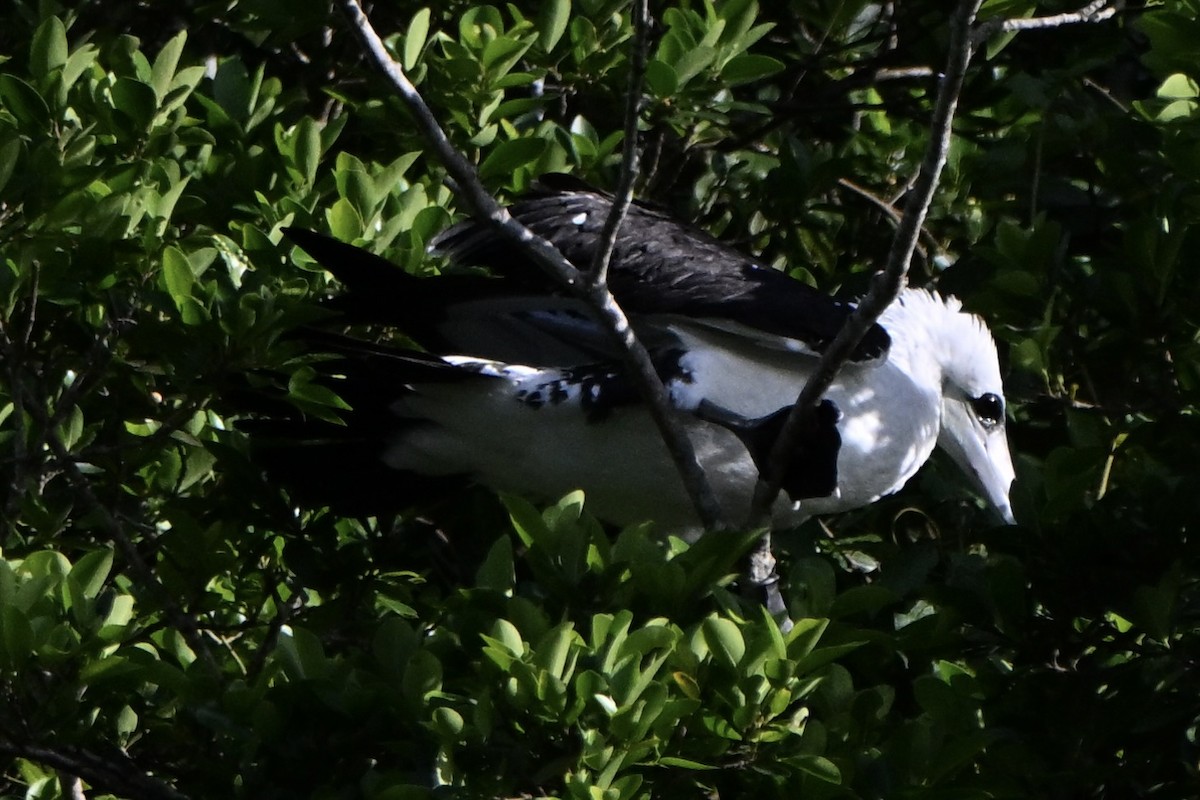 Abbott's Booby - ML647259811