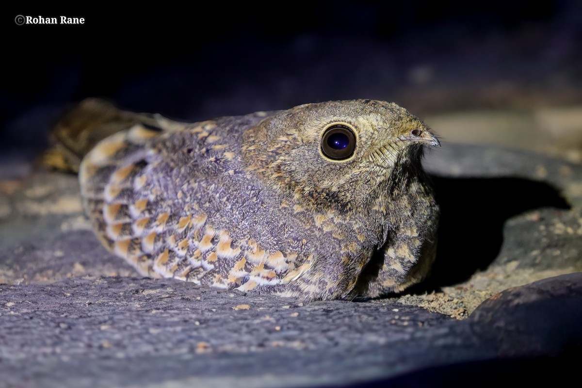 Savanna Nightjar - ML647259818