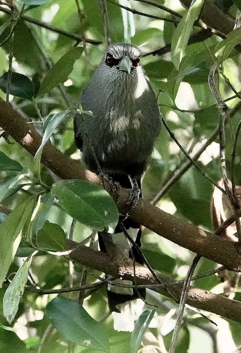 オニクロバンケンモドキ - ML647259827