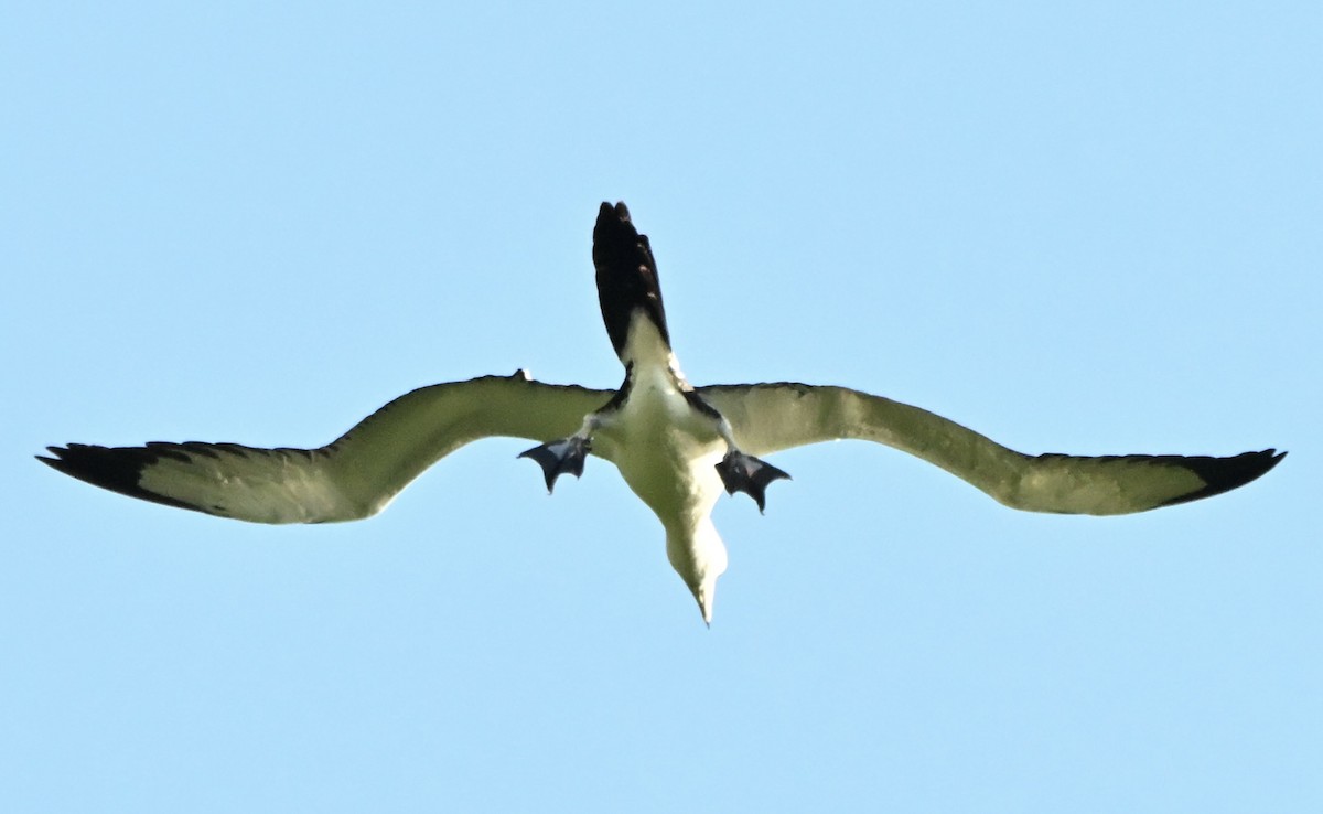 Abbott's Booby - ML647259845