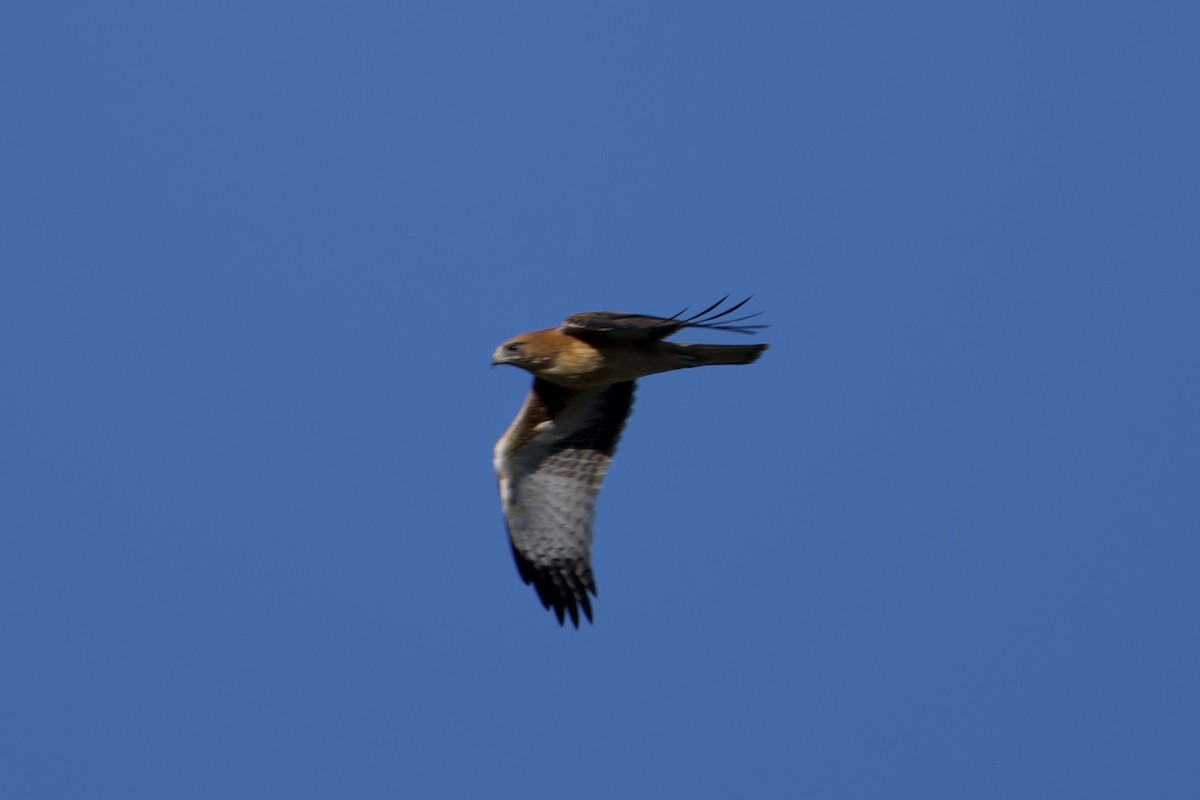 Little Eagle - ML647259852