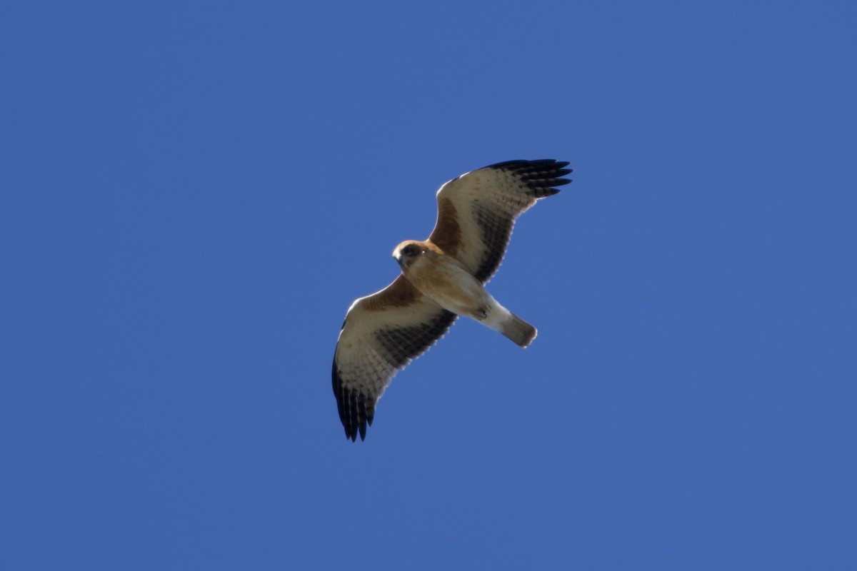 Little Eagle - ML647259853