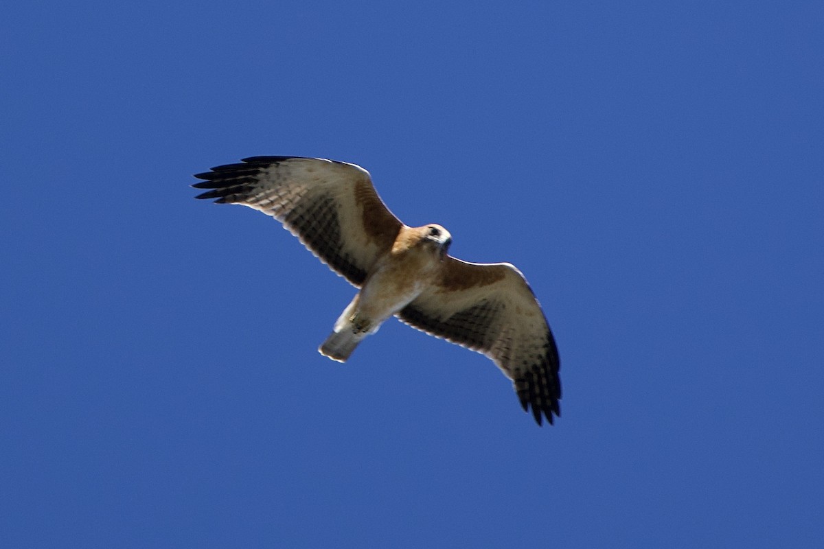 Little Eagle - ML647259854