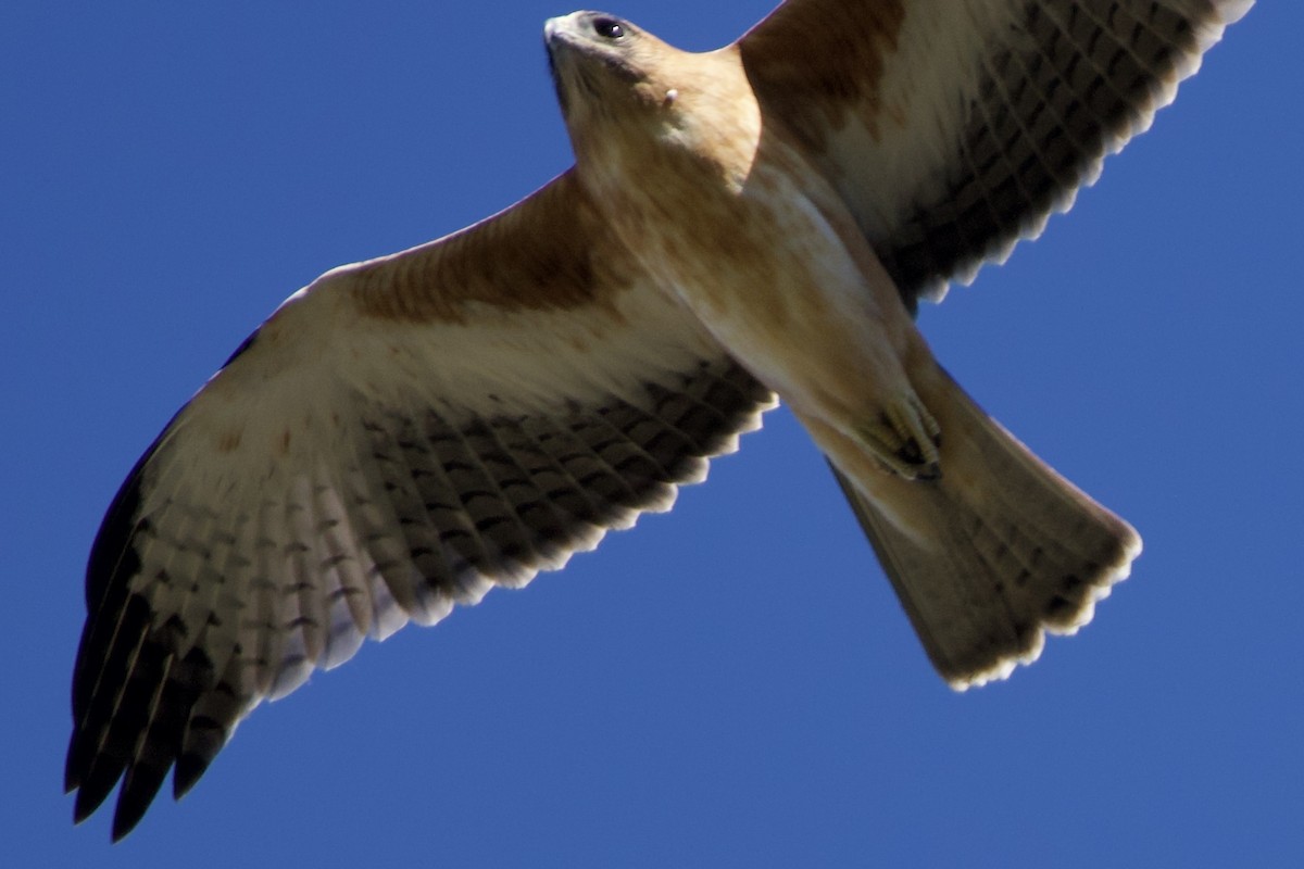 Little Eagle - ML647259855