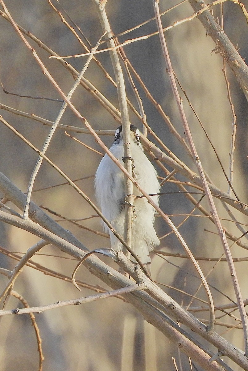 Downy Woodpecker - ML647259862