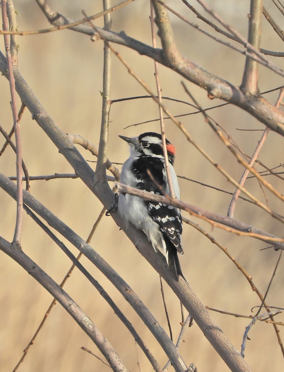 Downy Woodpecker - ML647259863