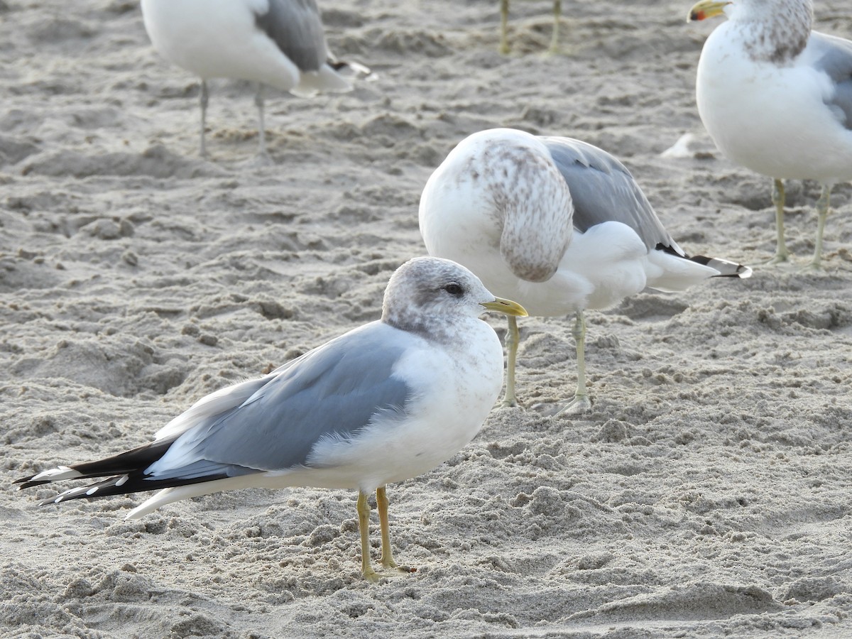 Short-billed Gull - ML647259877
