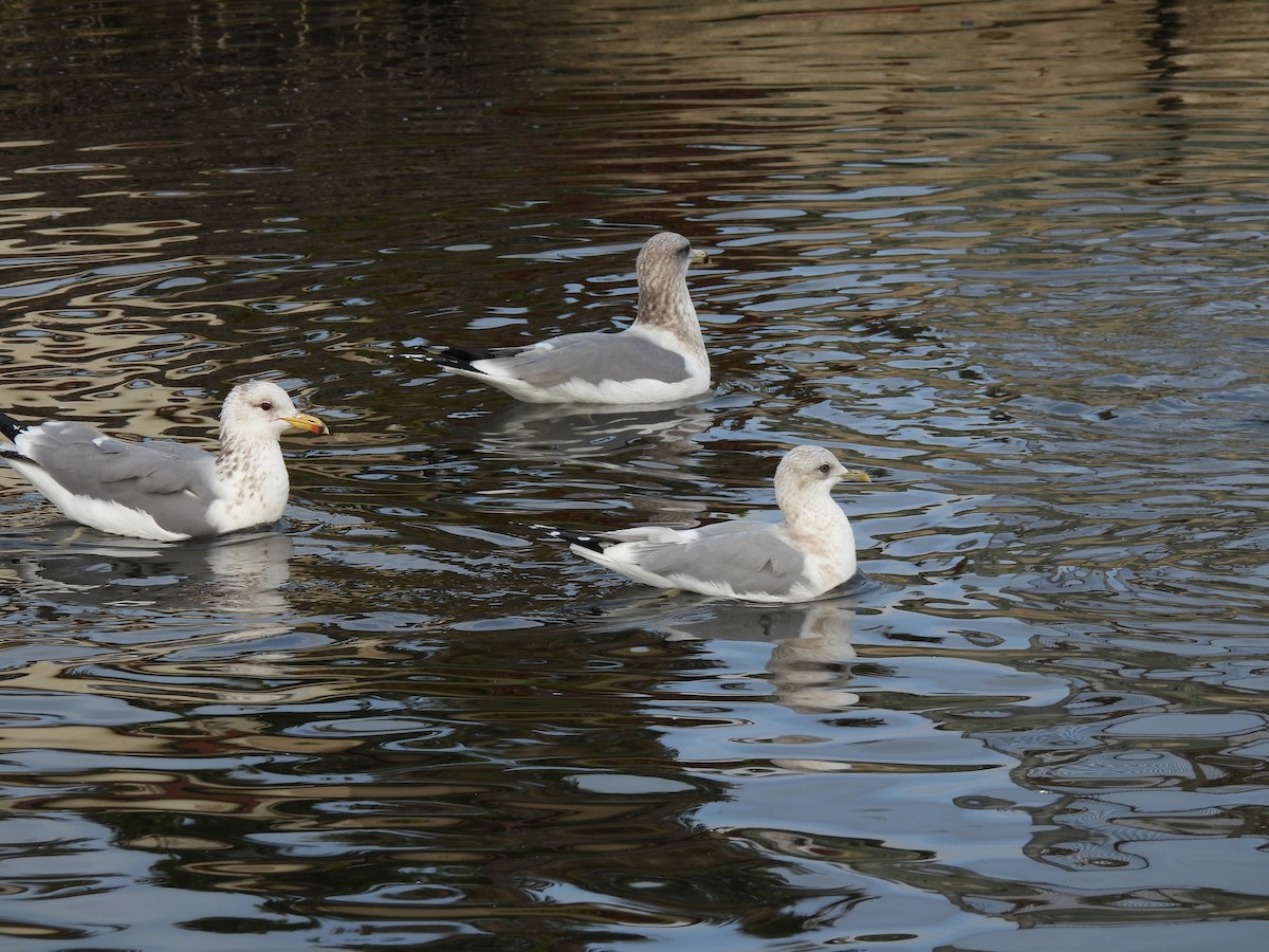 Short-billed Gull - ML647259879