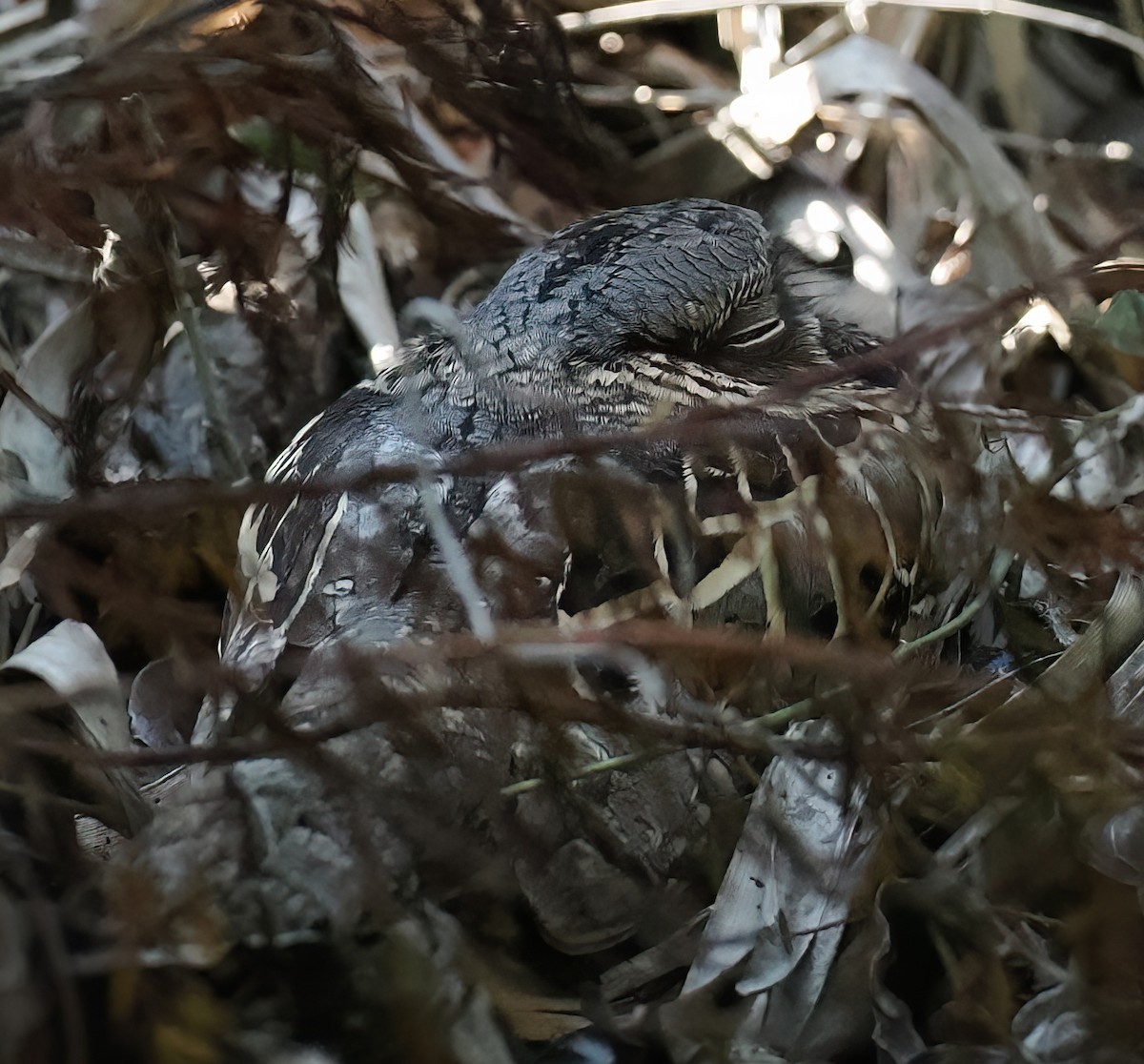 pauraquenattravn - ML647259881