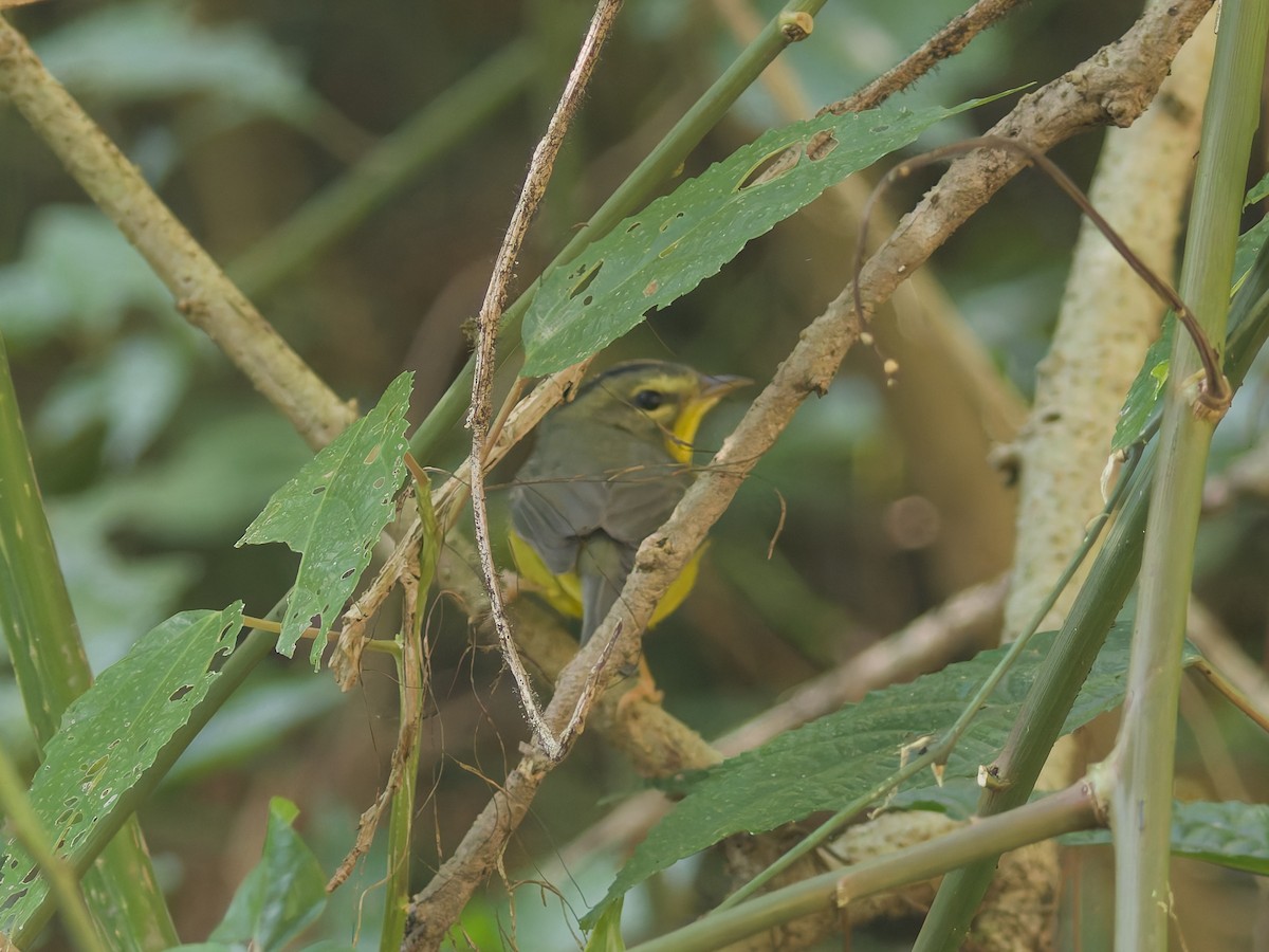 Golden-crowned Warbler - ML647259882