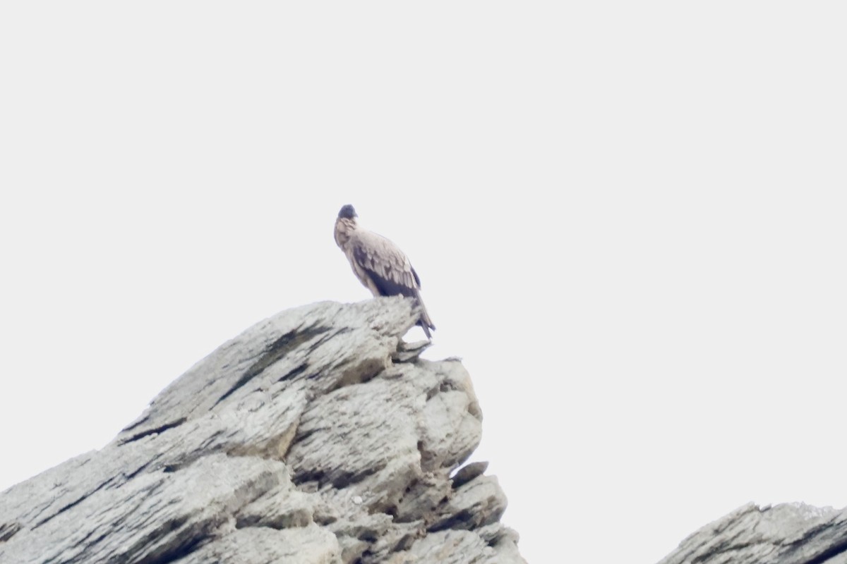 Andean Condor - ML647259883