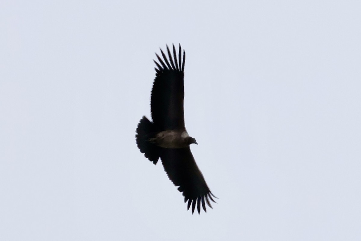 Andean Condor - ML647259884