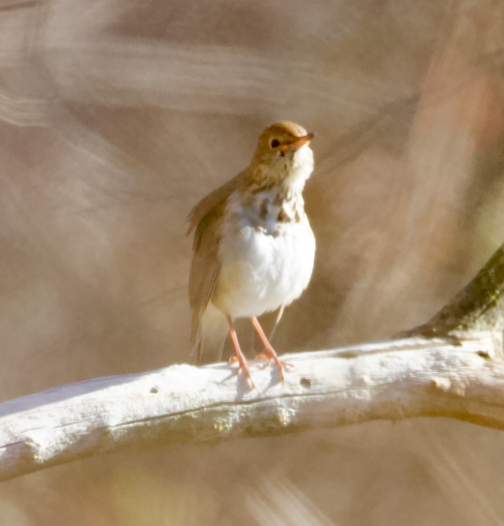 Hermit Thrush - ML647259886