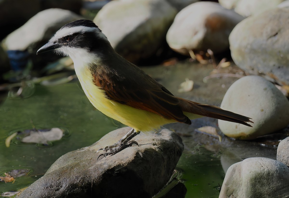 Great Kiskadee - ML647259889