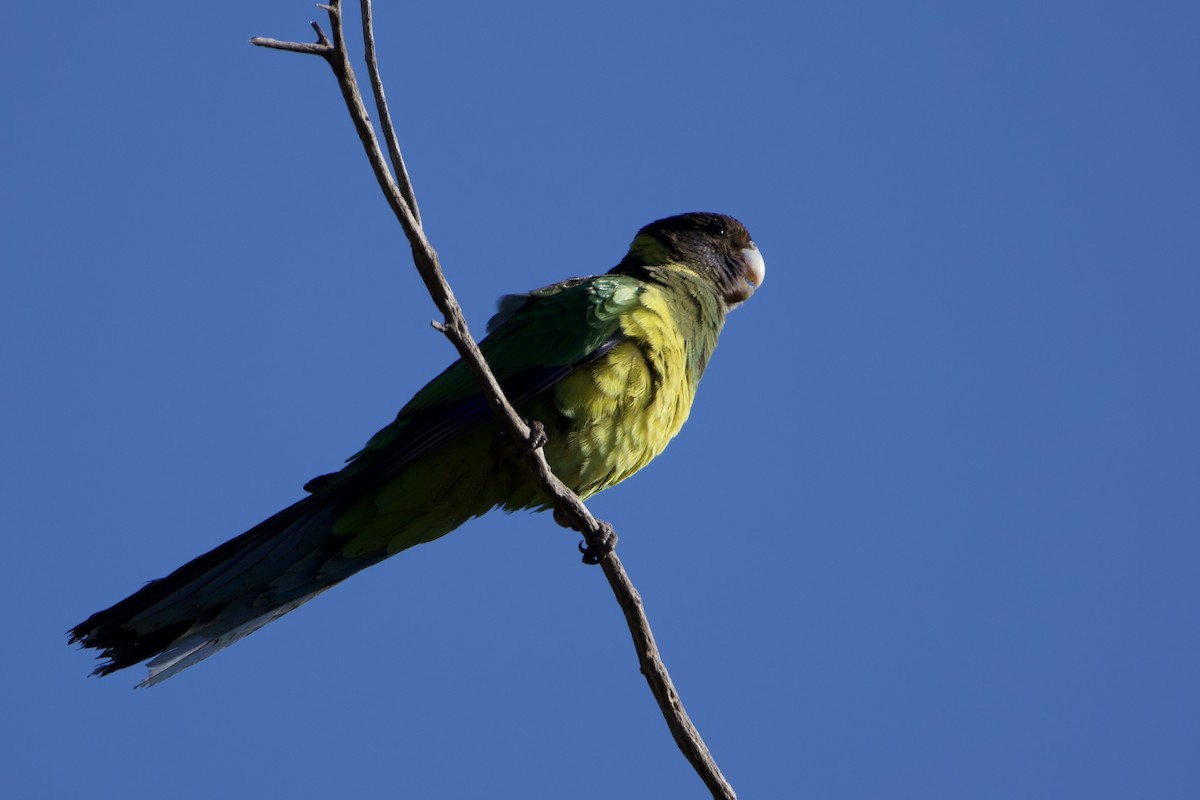 Australian Ringneck - ML647259895