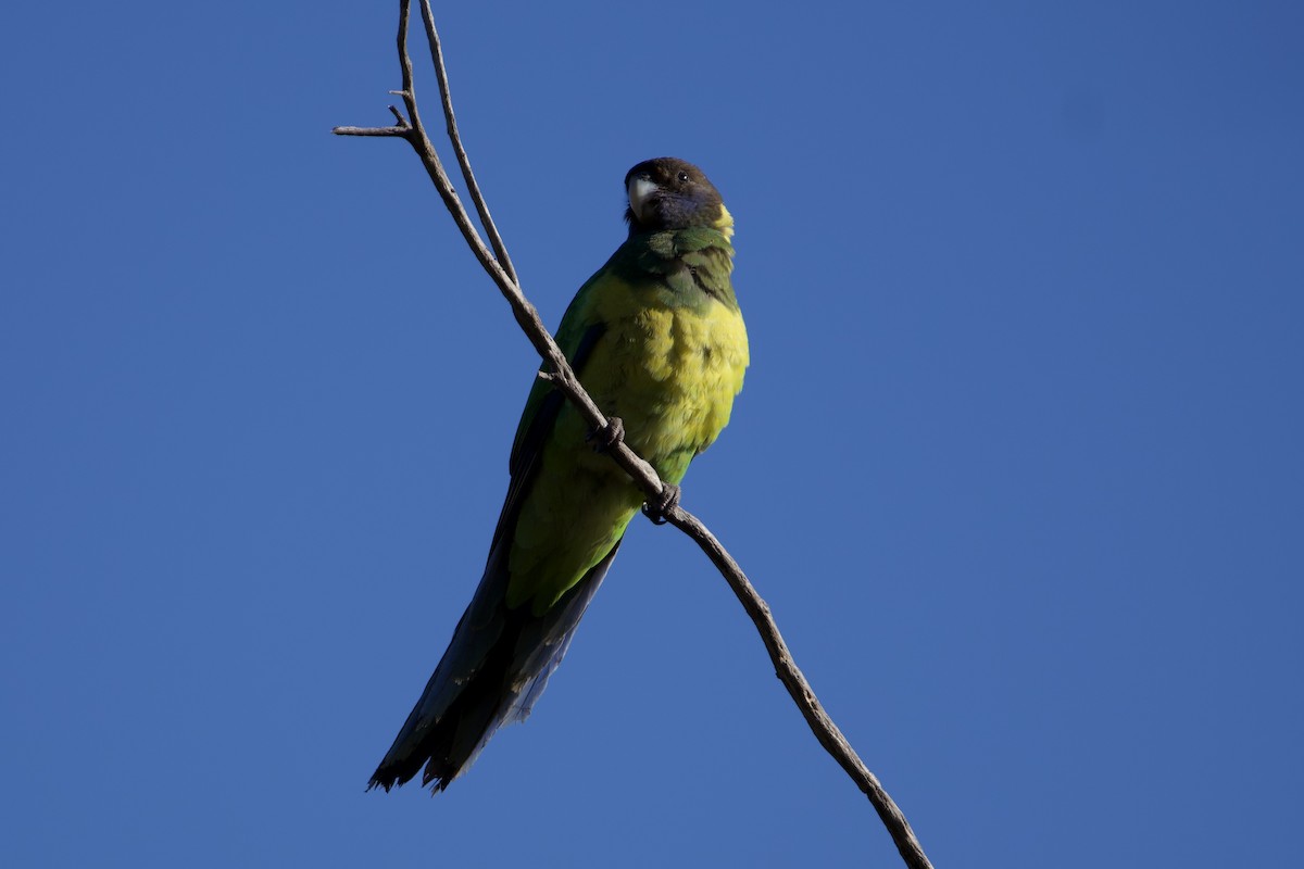 Australian Ringneck - ML647259896