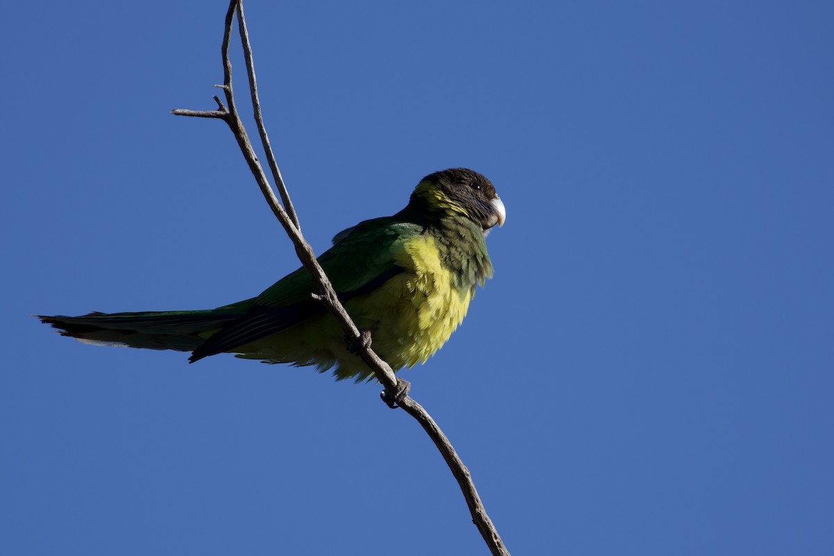 Australian Ringneck - ML647259897