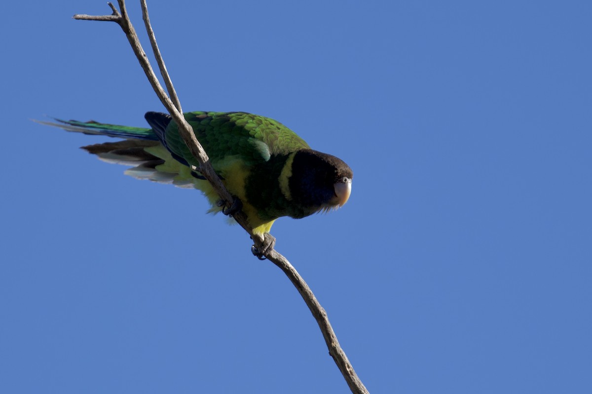 Australian Ringneck - ML647259898
